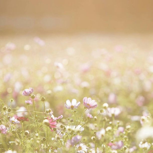 Inclusión en la audiciuón